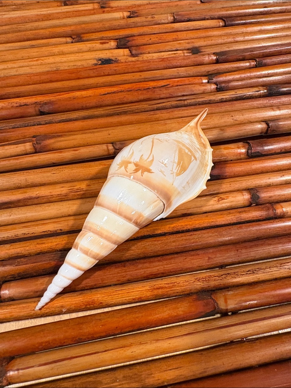 Tibia Seashell ~ Real Shells Carved Artwork Shell Accent - Cream and Tan